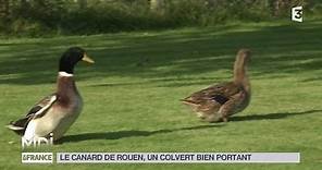 ANIMAUX : Le canard de Rouen, un colvert bien portant