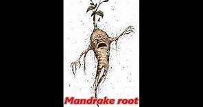 What is Mandrake Root? | The Magickal properties of Mandrake