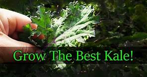 Growing Kale From Seed