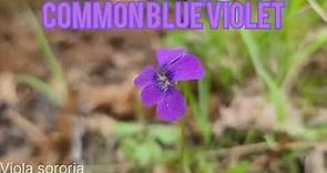 State Flower of New Jersey: Common Blue Violet