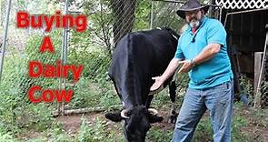 Buying a Dairy Cow