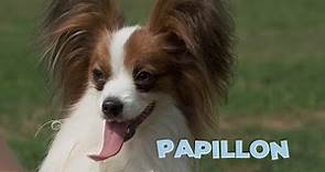 Papillon Dog Breed 101 [4K Video]