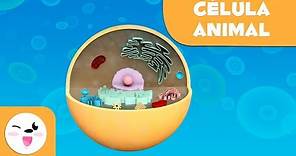 La célula animal y sus partes - Ciencias Naturales - Vídeo educativo para niños