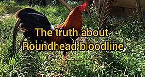 History of Roundhead | The Truth about Roundhead Bloodline