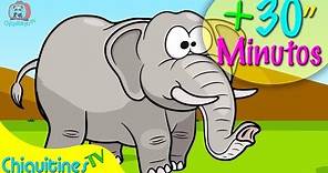 El Elefante Camina hacia Adelante Mas 30 minutos de Música Infantil
