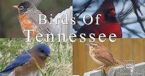 How To Identify Common Birds Of Tennessee - Learn The Birds Around You!