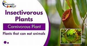 Carnivorous Plants | Insectivorous Plants | Pitcher Plants | Biology | Class 7 | CBSE
