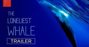 The Loneliest Whale: The Search for 52 | Tráiler oficial | Tomatazos