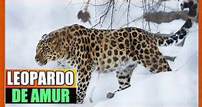 EL leopardo DE AMUR/Datos CURIOSOS
