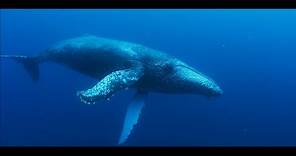 La historia de la recuperación de las ballenas jorobadas en Sudáfrica | National Geographic