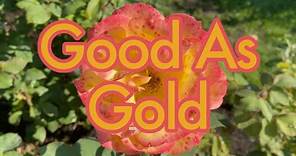 🌹 Good As Gold Rose