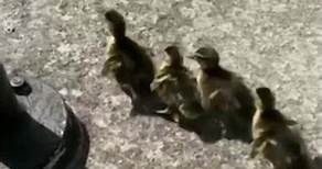 Man Saves Mallard Ducklings Using a Bucket #Shorts