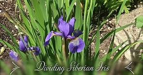 Dividing Siberian Iris (Iris sibirica)