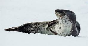Facts: The Leopard Seal