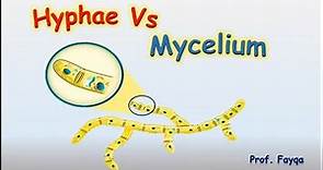 Hyphae and mycellium
