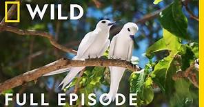 The Majestic Birds of Hawai'i (Full Episode) | Extraordinary Birder with Christian Cooper