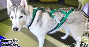 Best Harness for Dogs | Best Harness for Huskies and Working Dogs