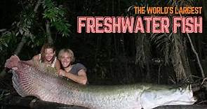 largest freshwater fish in the world - the biggest fish in the river (way bigger than us)