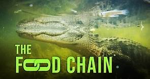 The Food Chain • Odyssey Earth