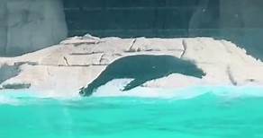 Los lobos marinos disfrutando de su hábitat 🌊 #reels #zooleon #lobomarino #animal | Zoológico de León
