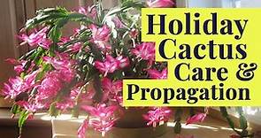 Holiday Cactus Tips, Tricks & Blooming Secrets! Schlumbergera Care