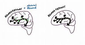 How an Addicted Brain Works