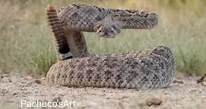 Western Diamondback Rattlesnake ready to strike