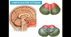 Anatomia del cerebelo