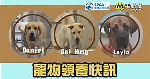 【寵物領養快訊】香港愛護動物協會