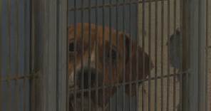 Jacksonville's animal shelter is at full capacity, city asks for adopters and fosters