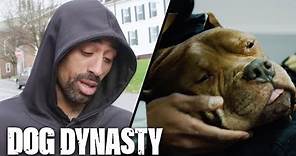 RIP The King Of The Pitbulls | DOG DYNASTY