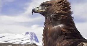Promo Documentario Wildlife ITA - Aquila reale - Golden eagle (Aquila chrysaetos)