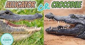 🐊 Alligator OR Crocodile🐊 What's the difference? FOR KIDS