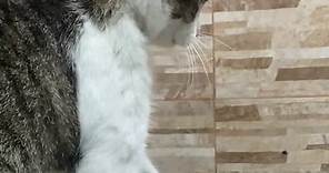 o calleb orando para o juninho, vulgo o gato mais perturbado do mundo #fyp