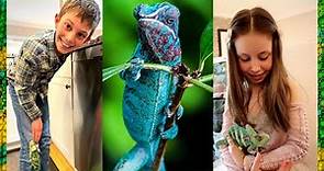 Amazing Chameleons | Chameleons Galore | Chameleon Facts for Kids
