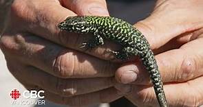 Lizard population growing in numbers on Vancouver Island