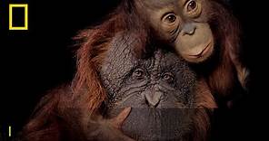 Save Together | Endangered Species Day | National Geographic UK