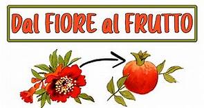 🌸➡🍑 DAL FIORE AL FRUTTO: Come nasce la Frutta? Lezione di Scienze Botanica Scuola Primaria 💮➡🍒