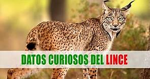 Linces (Lynx) | Datos curiosos de animales