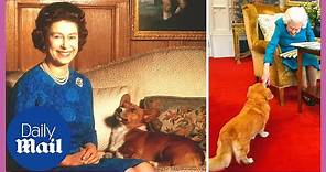 4 minutes of the Queen being delighted by corgis and other cute dogs