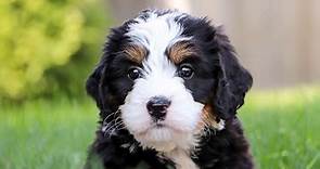 Bernedoodle Puppies for Sale — Family-raised Pups