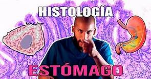 Histología - Estómago (Jugo Gástrico, Células, Mucosa y DEMÁS)