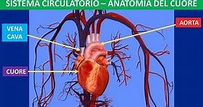 Sistema circolatorio anatomia del cuore