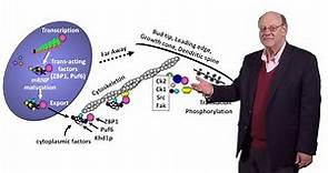 Robert Singer (Einstein) 3: Imaging Translation and Degradation of Single mRNAs in Living Cells