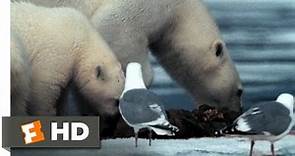 Arctic Tale (4/10) Movie CLIP - Stealing Walrus Meat (2007) HD