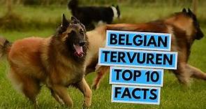 Belgian Tervuren - TOP 10 Interesting Facts