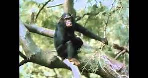 The Chimps of Gombe Part 5