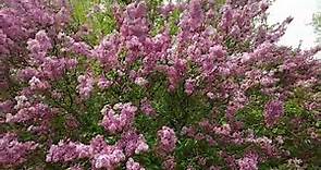 LIVE: Lilac Sunday at the Arnold Arboretum