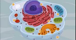 Origen de la células eucariota - 1ro Ciencias Naturales