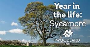 A Year in the Life of a Sycamore Tree